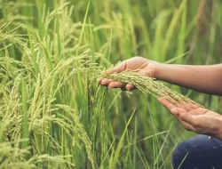 Tanaman Petani di Barito Selatan Alami Gangguan Fisiologis
