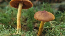 Agaricaceae: Keluarga Jamur Payung yang Penuh Manfaat