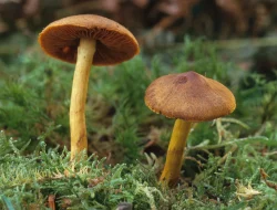 Agaricaceae: Keluarga Jamur Payung yang Penuh Manfaat
