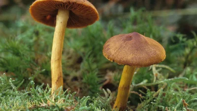 Agaricaceae: Keluarga Jamur Payung yang Penuh Manfaat